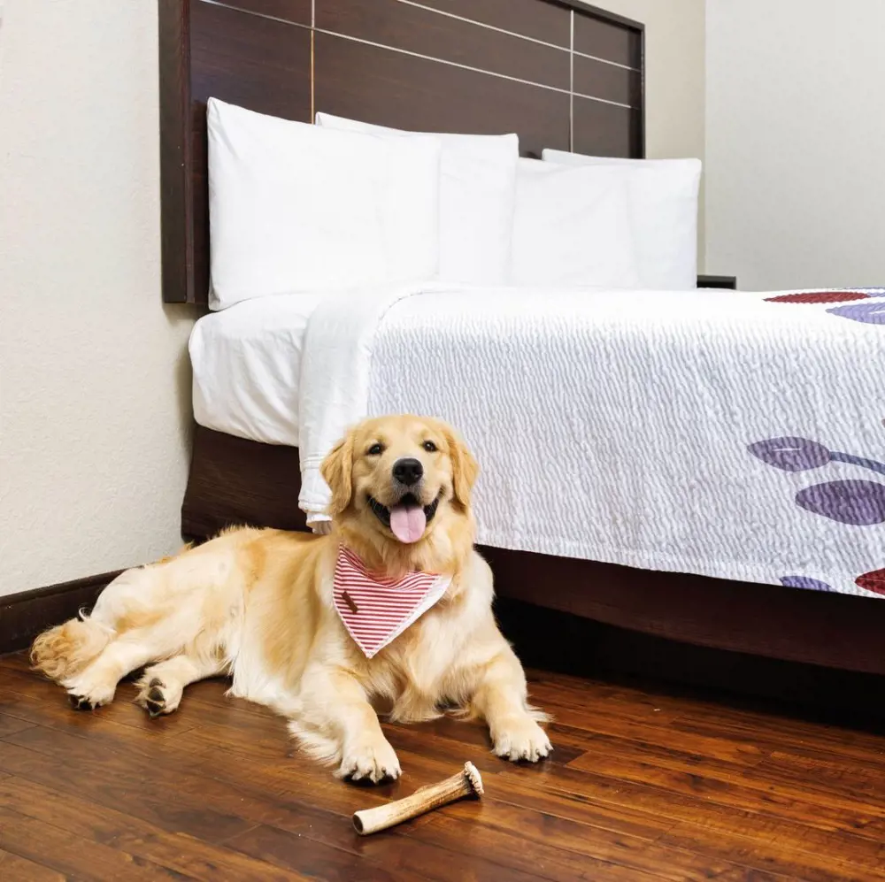 A Golden Retriever pictured in an animal friendly room of a hotel