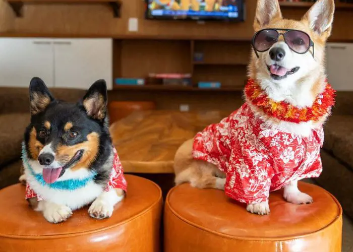 Give your pup a well deserved break at The Coconut Waikiki Hotel