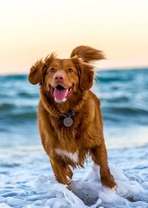 Book a stay for you and your four legged friend at this beachfront Queen Kapiolani Hotel