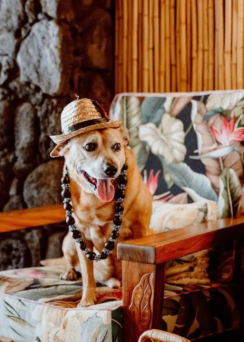 White Sands Hotel welcomes your furry friends with open arms