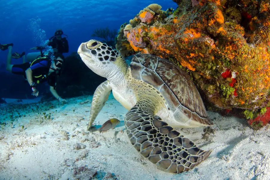Try scuba diving to watch the sea turtles on their natural habitat in Maui