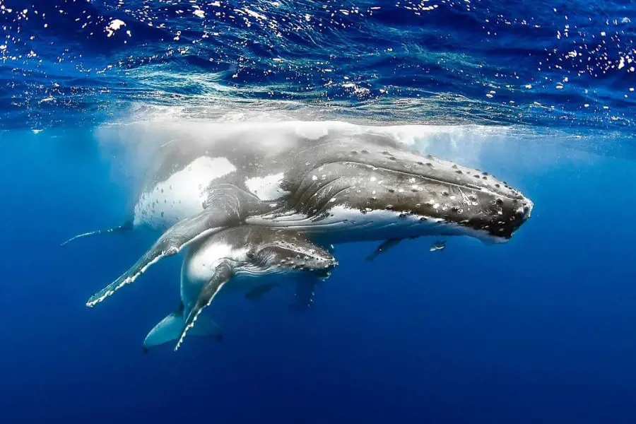 Did you know humpback whales sing songs in to attract their mate?