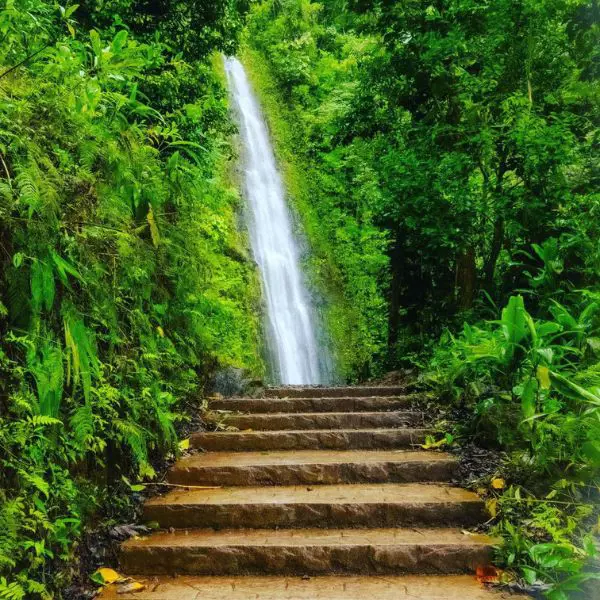 Manoa Falls is a spectacular waterfall nestled in the mountains of Koolau 