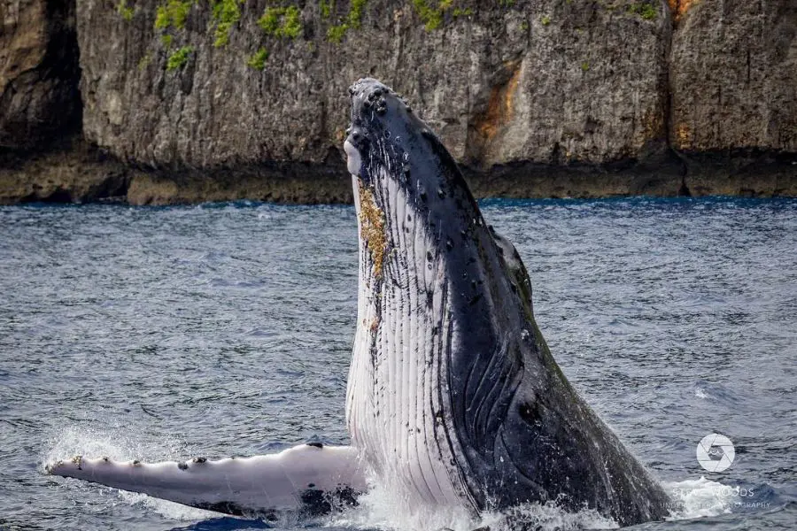 10 Most Interesting Facts About Humpback Whales