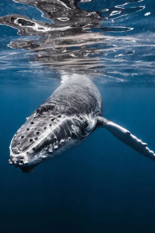 10 Most Interesting Facts About Humpback Whales