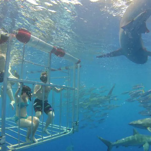 Shark drive with cage on the north shore