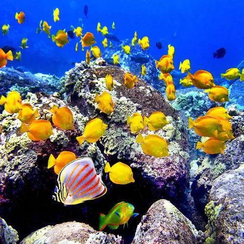 Experience the variety of colorful fishes in the ocean while snorkelling or scuba diving