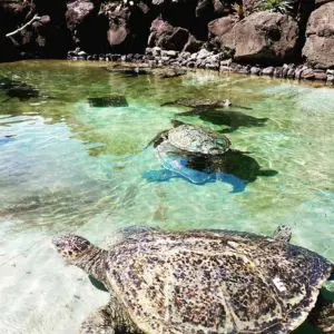 Watch Turtles With Your Family in Oahu , Hawaii