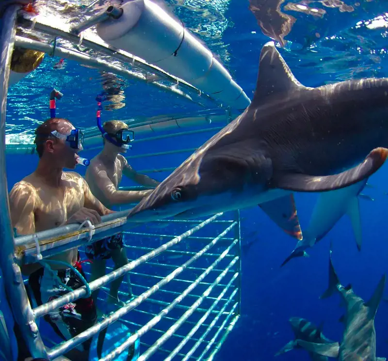 Tourists watch sharks from within a Polylass window of the floating cage