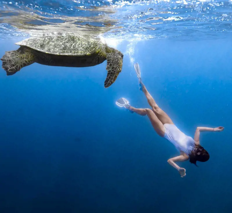 A magnificent shot of a scuba diver swimming with a turtle