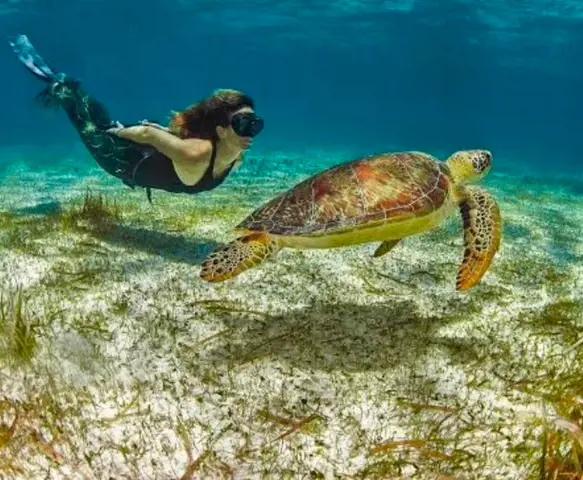 A deep-sea diver swimming next to a green Hawaiian turtle