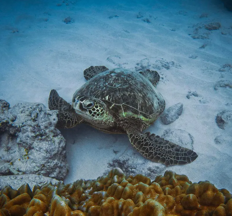 A green Hawaiian sea turtle pictured at the bottom of the sea
