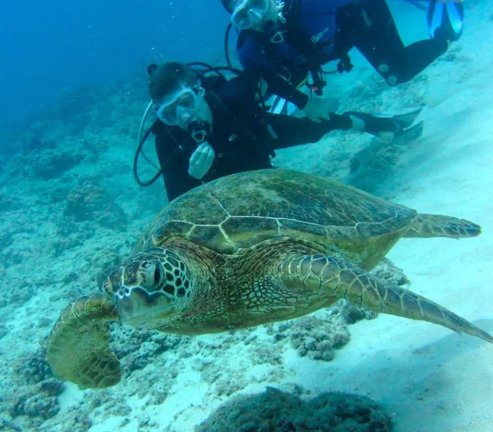 Deep sea divers swimming with a green Hawaiian turtle 