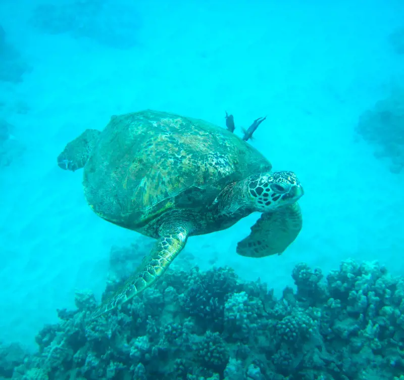 A sea turtle spotted in the Hawaiian waters by Hawaii Nautical