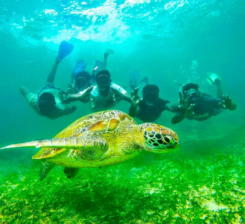 People snorkeling and taking pictures with the sea turtle