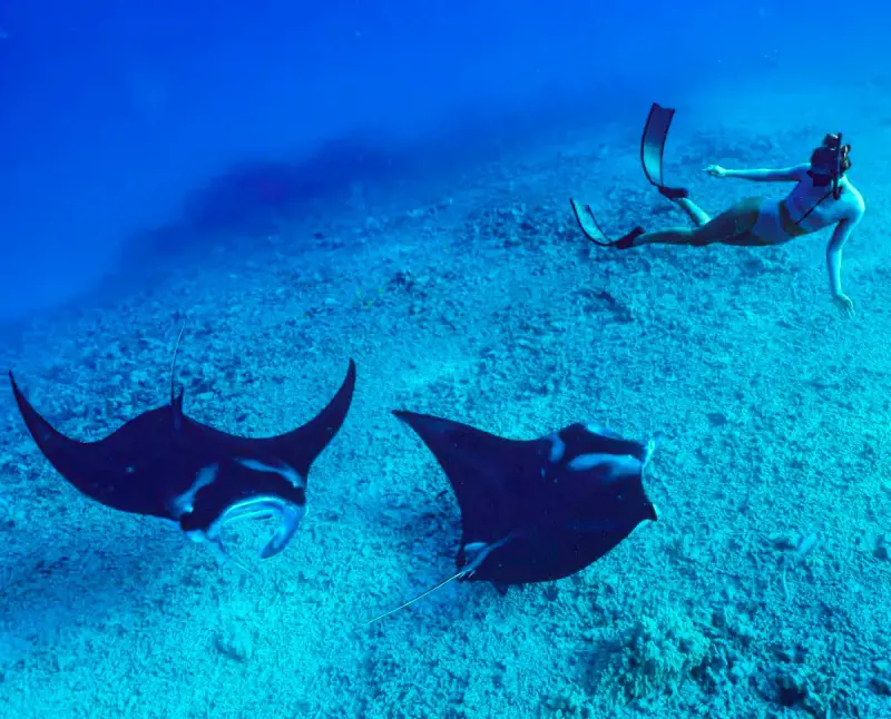 A deep sea diver swims alongside Manta Rays in Kailua-Kona