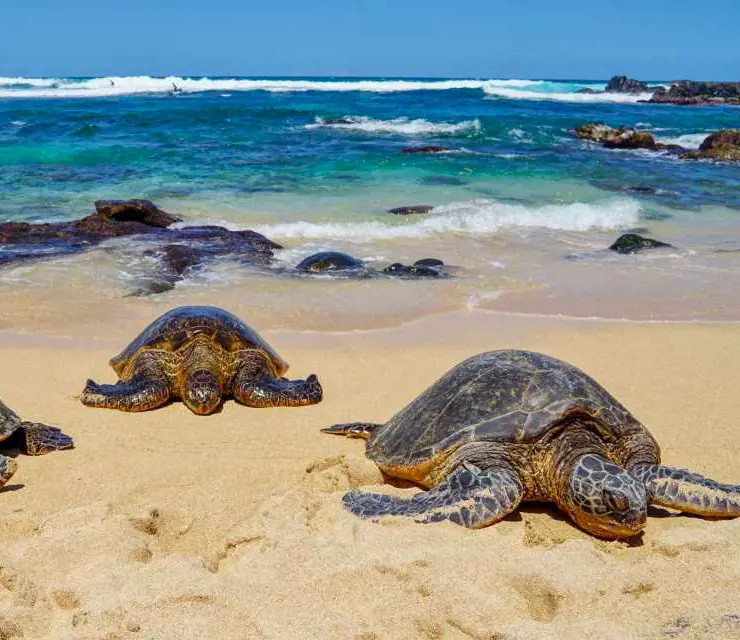 Sea turtles walking up to the beach on Hookipa Beach Park
