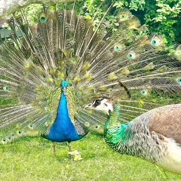 The magical site of Peacocks at The Puakea Ranch